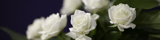 hvite blomster
