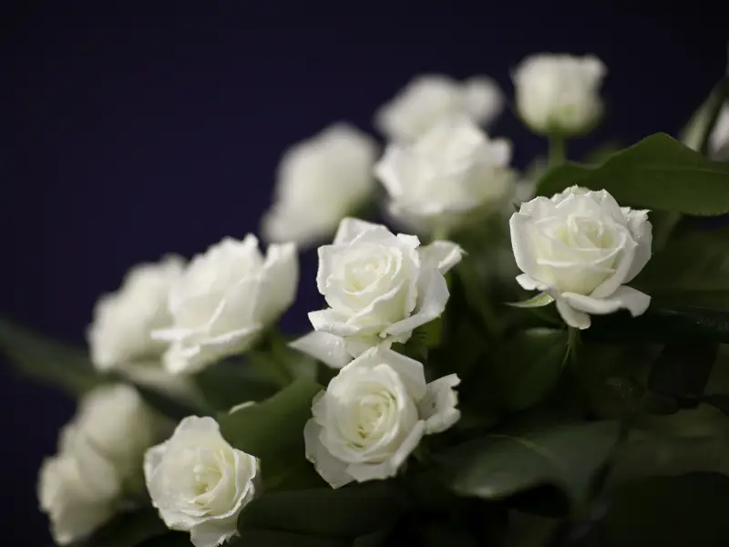 hvite blomster
