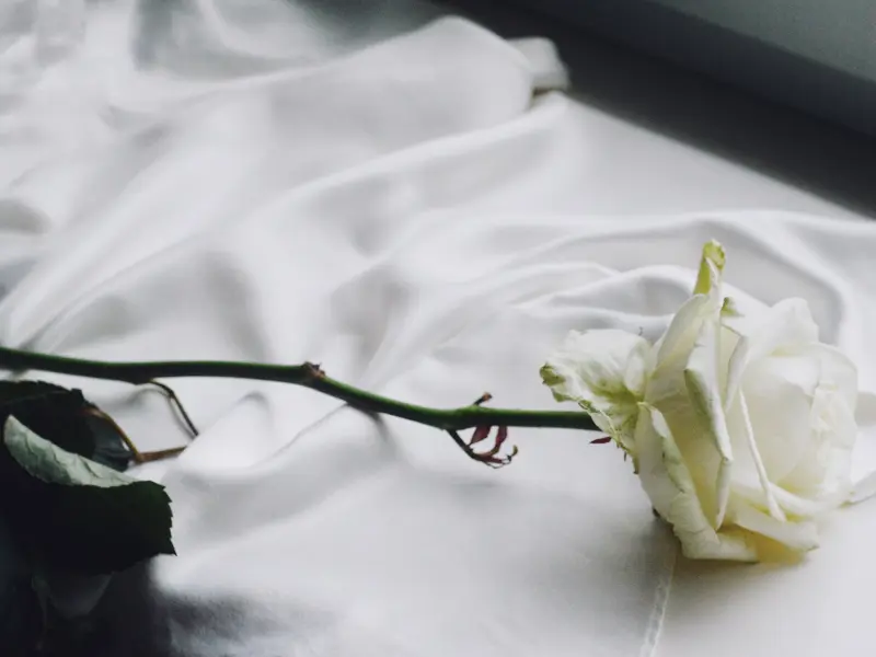 hvit rose