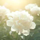 hvite blomster