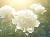 hvite blomster