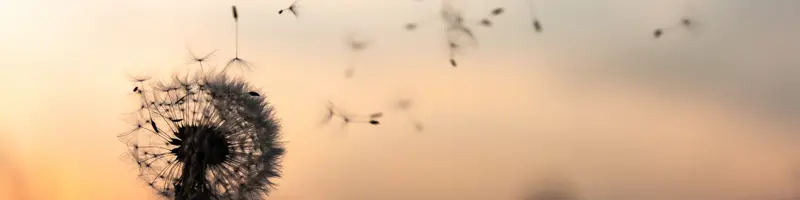 løvetann i solnedgang