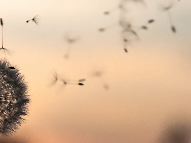 løvetann i solnedgang