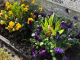 gravsten med blomster og lykt