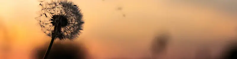 løvetann i solnedgang