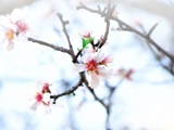 blomster på et tre