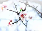 blomster på et tre
