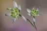 Filled Snowdrops 4910253 960 720
